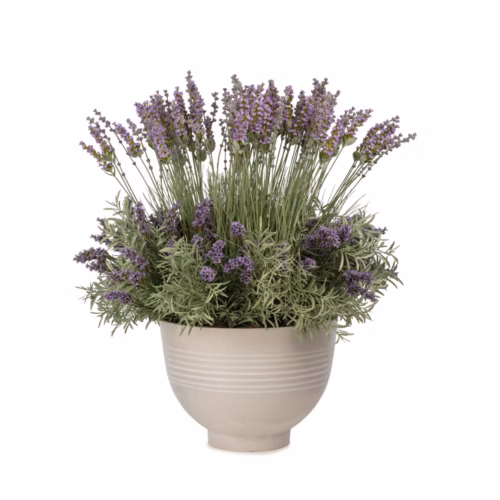Saksıda Lilac Lavanta Aranjman (70 CM)