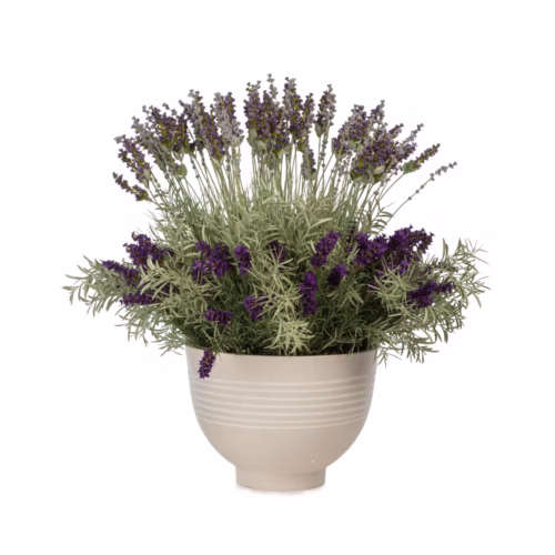 Saksıda Mor Lavanta Aranjman (70 CM)