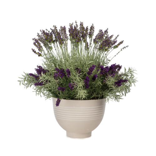 Saksıda Mor Lavanta Aranjman (70 CM)