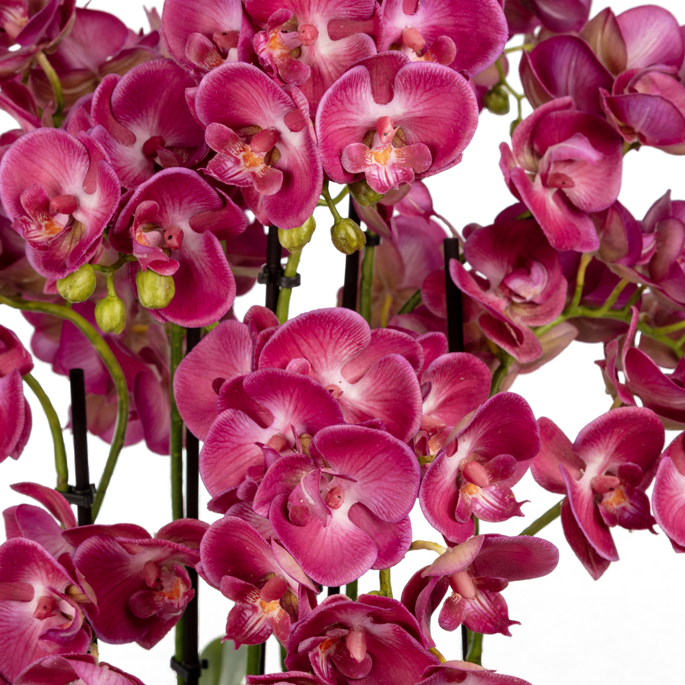 Bleu Blanc Vazo Islak Dokulu Fusya Orkide Aranjman (60 CM) Bleu Blanc Vazo Islak Dokulu Fusya Orkide Aranjman (60 CM) - Görsel 2