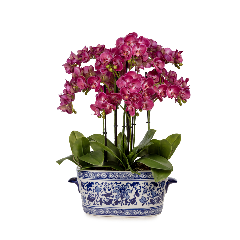 Bleu Blanc Vazo Islak Dokulu Fusya Orkide Aranjman (60 CM) Bleu Blanc Vazo Islak Dokulu Fusya Orkide Aranjman (60 CM)