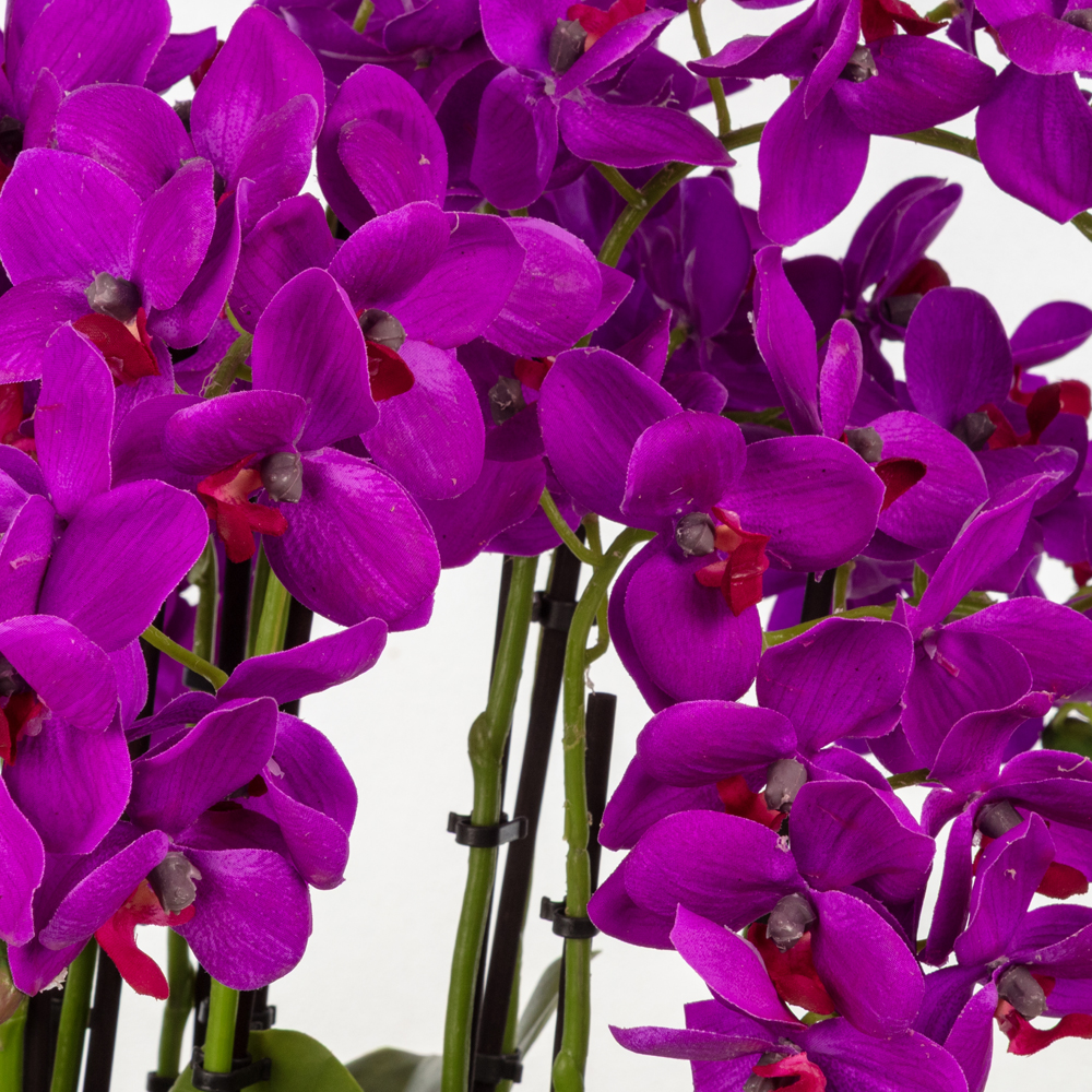 Metal Saksıda Islak Dokulu Fusya Orkide Aranjman (55 CM) Metal Saksıda Islak Dokulu Fusya Orkide Aranjman (55 CM) - Görsel 2