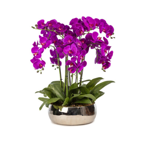 Metal Saksıda Islak Dokulu Fusya Orkide Aranjman (70 CM)