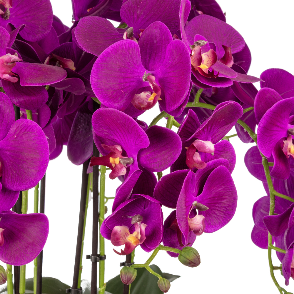 Metal Saksıda Islak Dokulu Fusya Orkide Aranjman (65 CM) Metal Saksıda Islak Dokulu Fusya Orkide Aranjman (65 CM) - Görsel 2