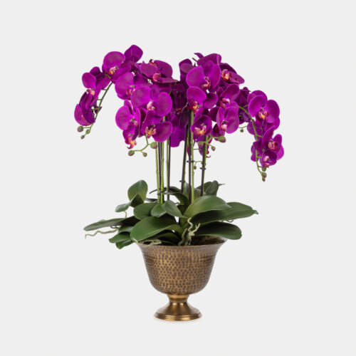 Metal Saksıda Islak Dokulu Fusya Orkide Aranjman (65 CM)