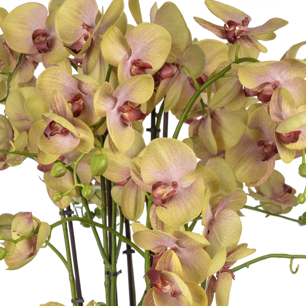 Bleu Blanc Vazo Islak Dokulu Yeşil Orkide Aranjman (70 CM) Bleu Blanc Vazo Islak Dokulu Yeşil Orkide Aranjman (70 CM) - Görsel 2