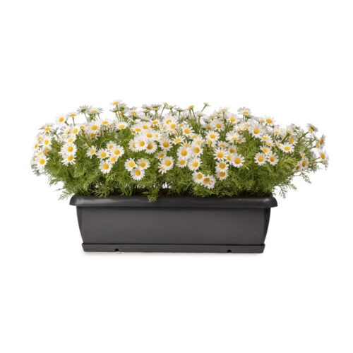 Balkon Saksı Papatya Aranjman (80 CM)