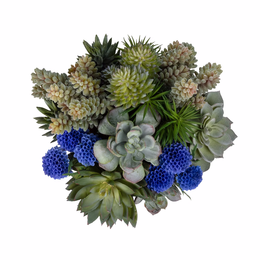 Bleu Blanc Vazo Sukkulent Aranjman (24 CM) - Görsel 2