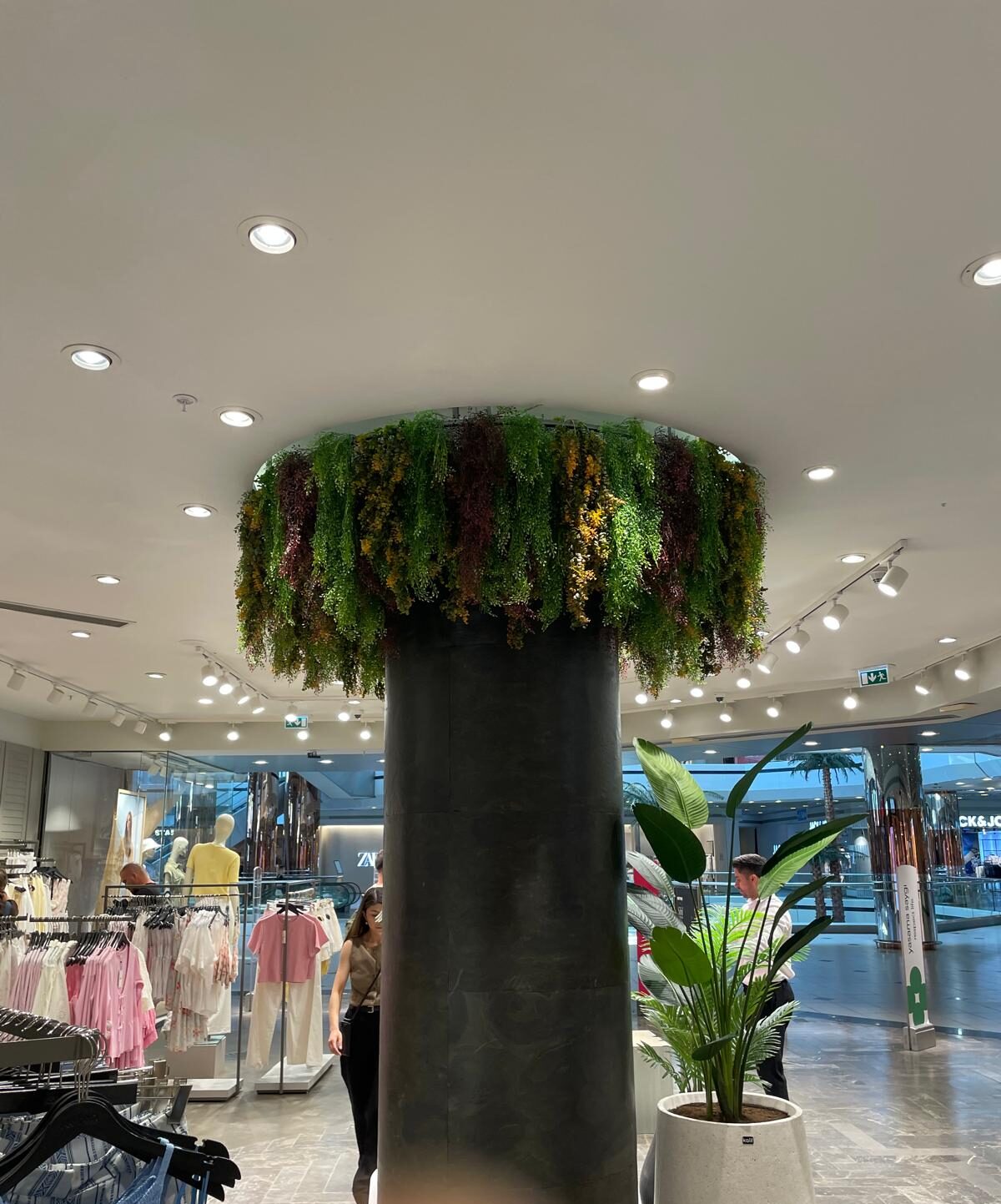 Tavana Sarmaşık Uygulamaları