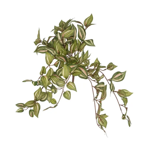 Wondering Jew Bush (60 CM)