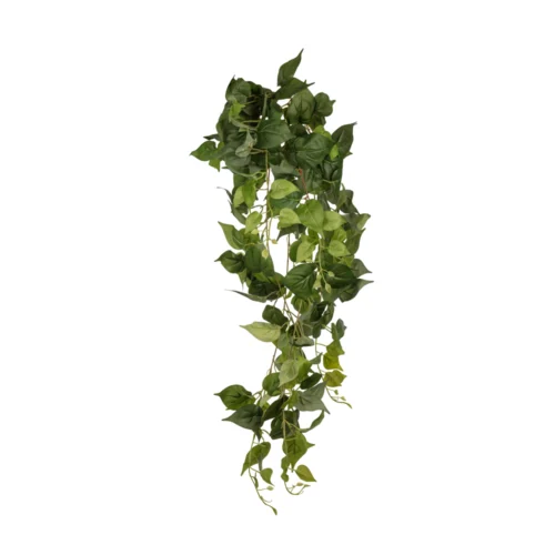 Anthurium Hanging Bush (100 CM)