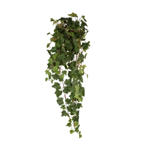 Hedera Hanging Bush (80 CM)