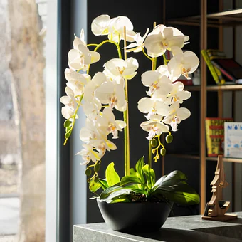 Orkide Çiçeğinin Anlamı Nedir? Özellikleri Nelerdir?