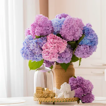 Ortanca Çiçeğinin Anlamı Nedir? Özellikleri Nelerdir?