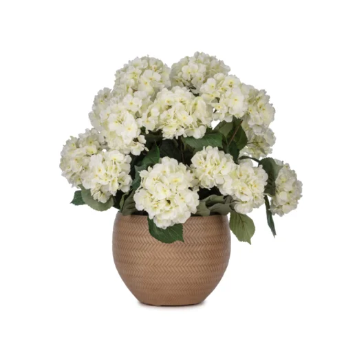 Beton Saksıda Krem Ortanca Aranjman (53 CM)