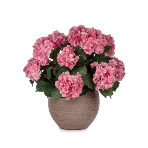 Beton Saksıda Mauve Ortanca Aranjman (53 CM)