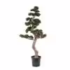 Bonsai Ağaçları