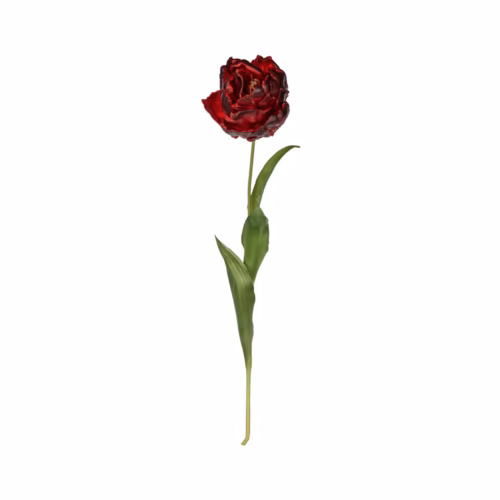 Lale Dal (76 CM)