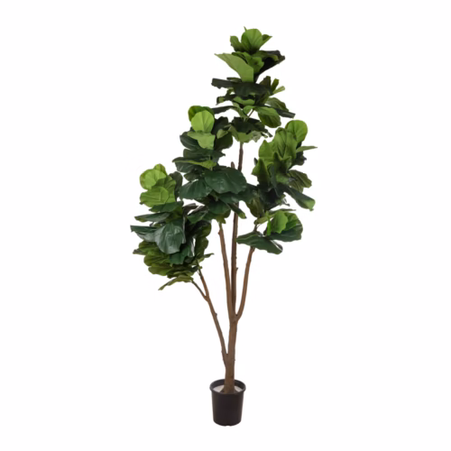 Kauçuk Ağaç (230 CM)