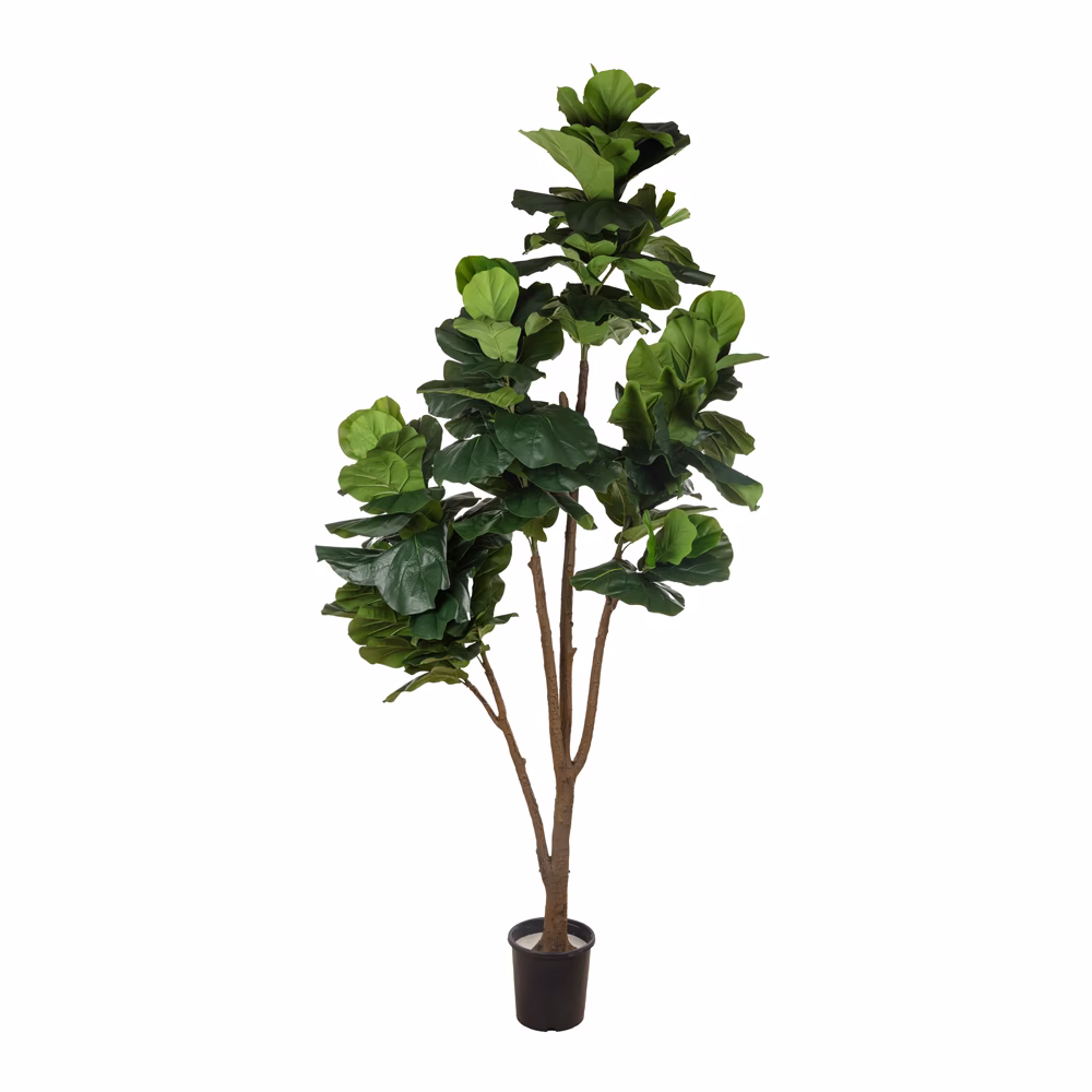 Kauçuk Ağaç (230 CM)