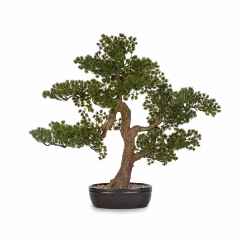 Saksılı Bonzai Ağaç (60 CM)
