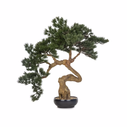 Saksılı Bonzai Ağaç (68 CM)