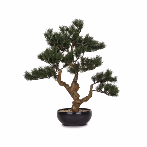 Saksılı Bonzai Ağaç (43 CM)