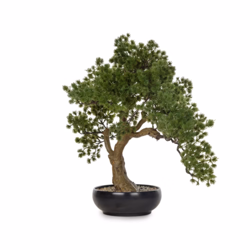 Saksılı Bonzai Ağaç (49 CM)
