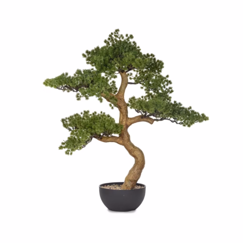 Saksılı Bonzai Ağaç (81 CM)