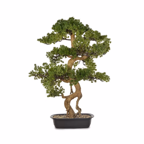 Saksılı Bonzai Ağaç (86 CM)